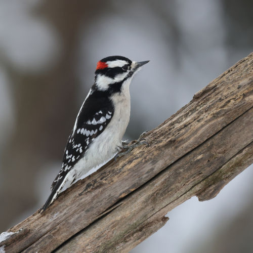 downy woodpecker