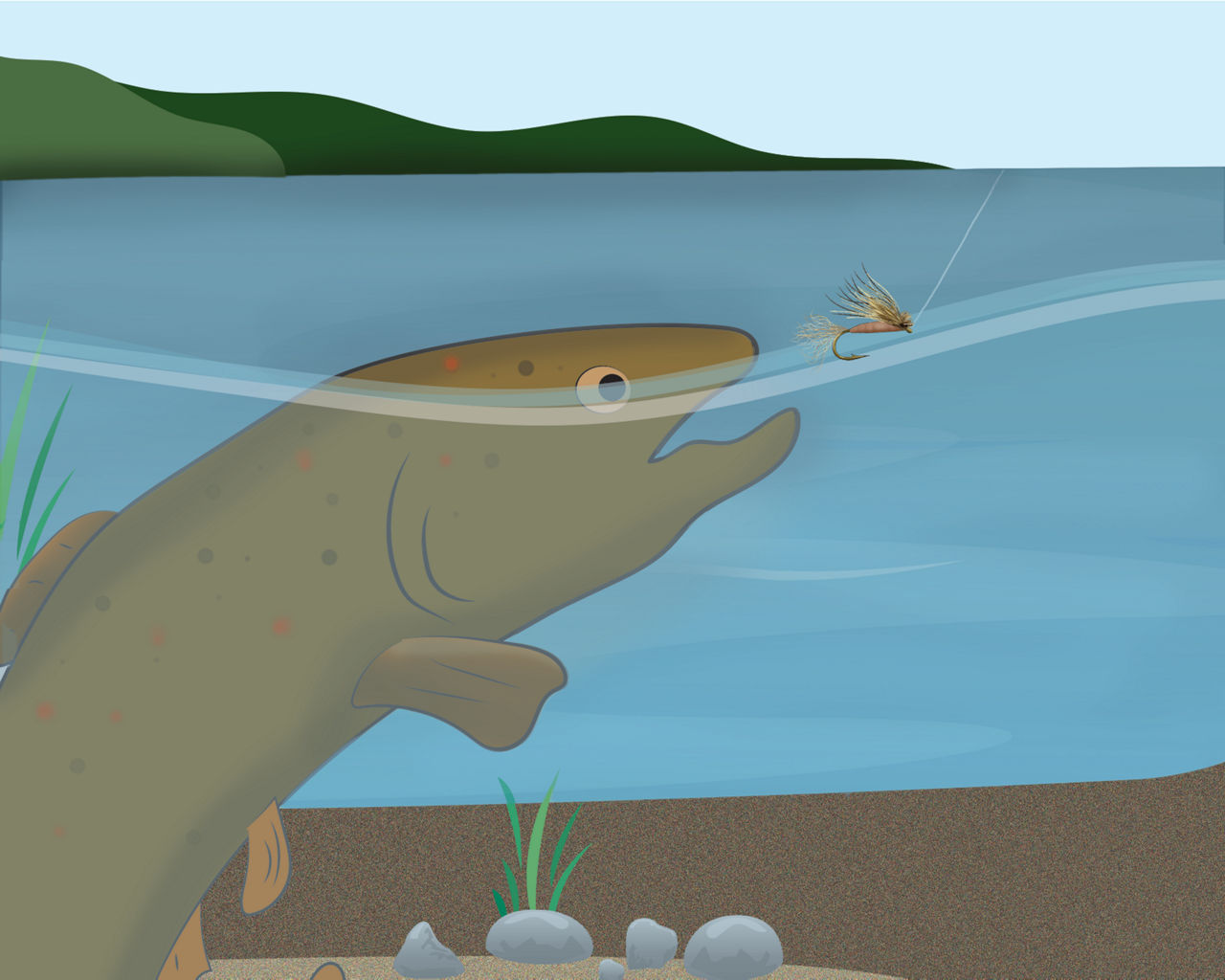 Diagram of a fish biting a dry fly underwater