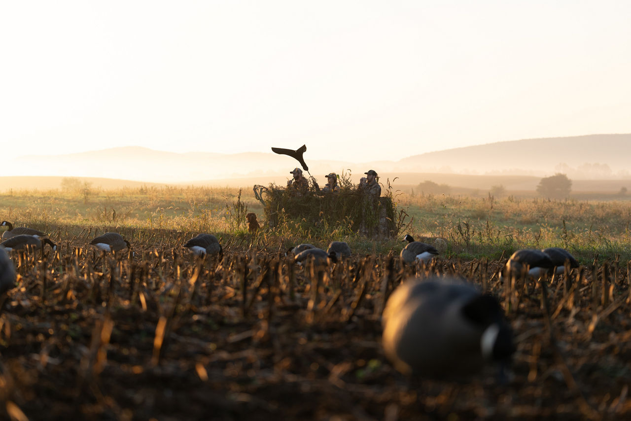Geese