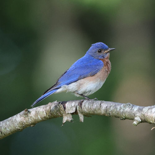 eastern bluebird