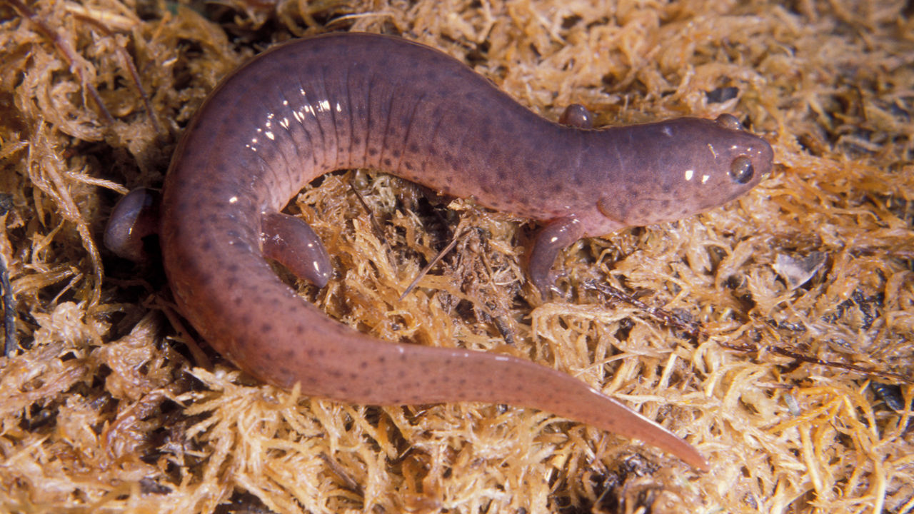Close up of a salmon-colored Eastern Mud Salamander with black spots all over its body. It's legs and tail are short. 