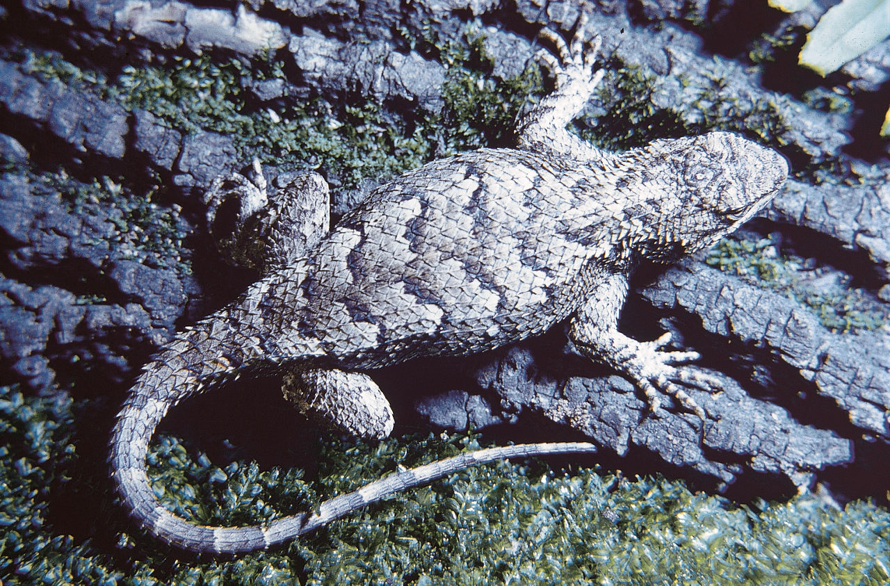 Close up of an Eastern Fence Lizard sitting on tree bark with a gray-green body and large feet and a long tail. You can see their jagged scales. 