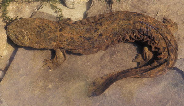 Close up of an Eastern Hellbender on a rock showing its gray and olive coloring on the body. The body and head are flattened.