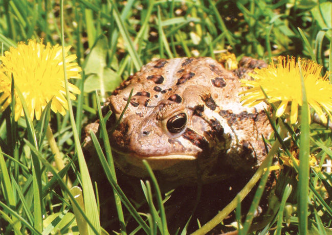 Close-up of an Eastern American Toad which is light brown with darker brown and black spots sitting in the grass amongst yellow dandelions