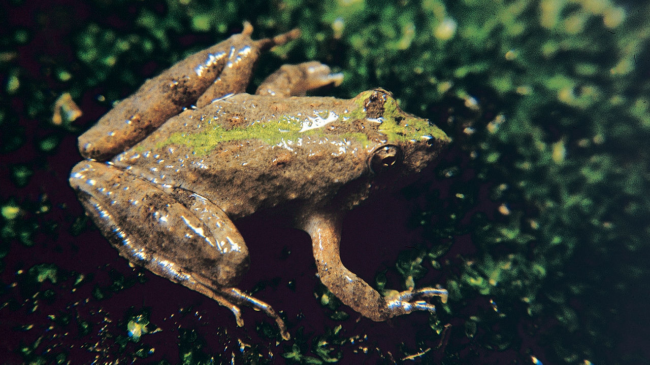 Close-up of an Eastern Cricket Frog which is mostly brown with a bright green stripe down it's back.