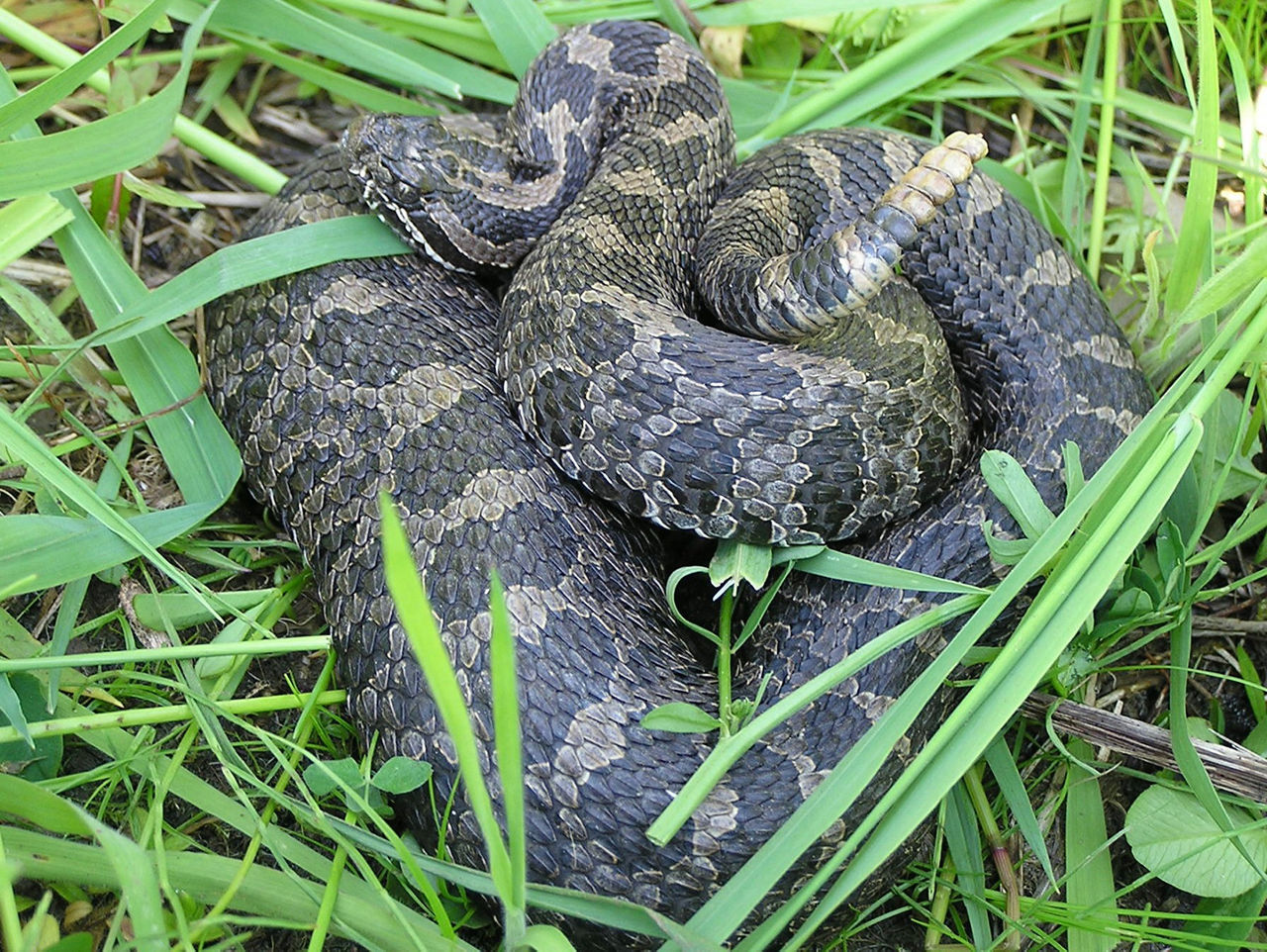 Close up of a large brownish-gray Eastern Massasauga with a row of rounded, black blotches running down the middle of the back. 