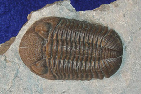 A brown fossil of a Phacops rana (a type of joint-legged animal) on top f a gray rock slab.