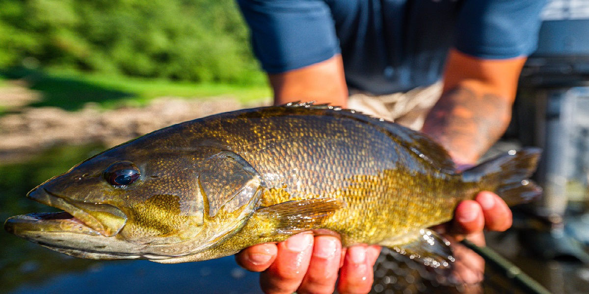 Two hands holding Smallmouth Bass by water 