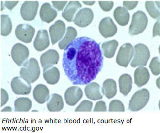 Ehrlichia in a white blood cell