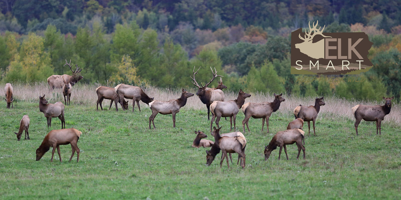 Elk viewing