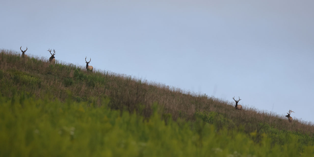 elk herd