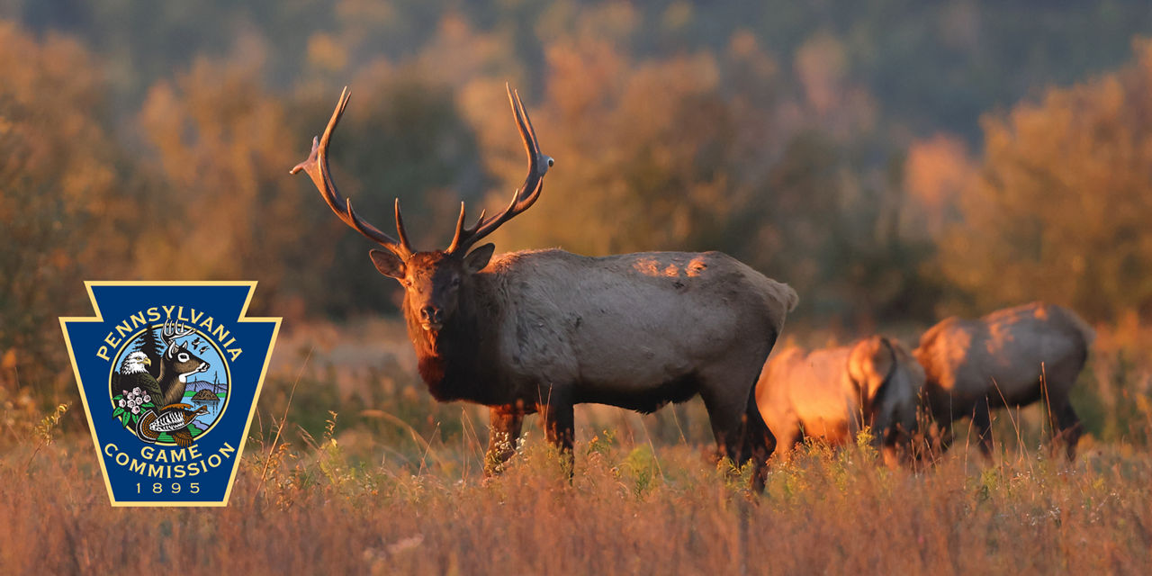 bull elk in field 