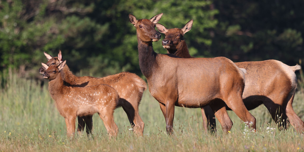 Elk