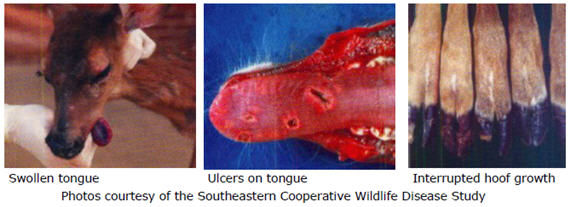 Swollen tongue, ulcers on tongue, and interrupted hoof growth