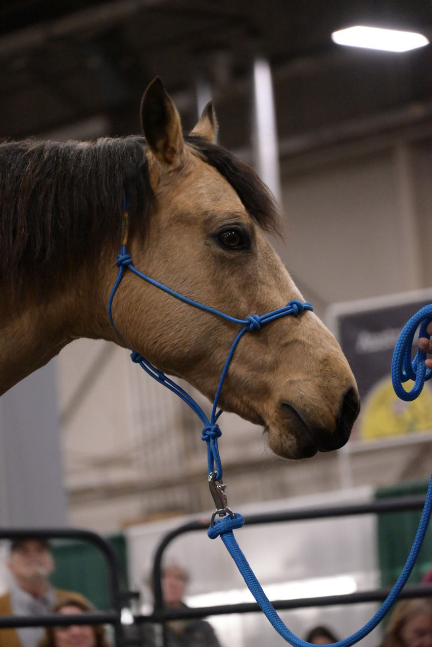 AgExplorer Equine Header