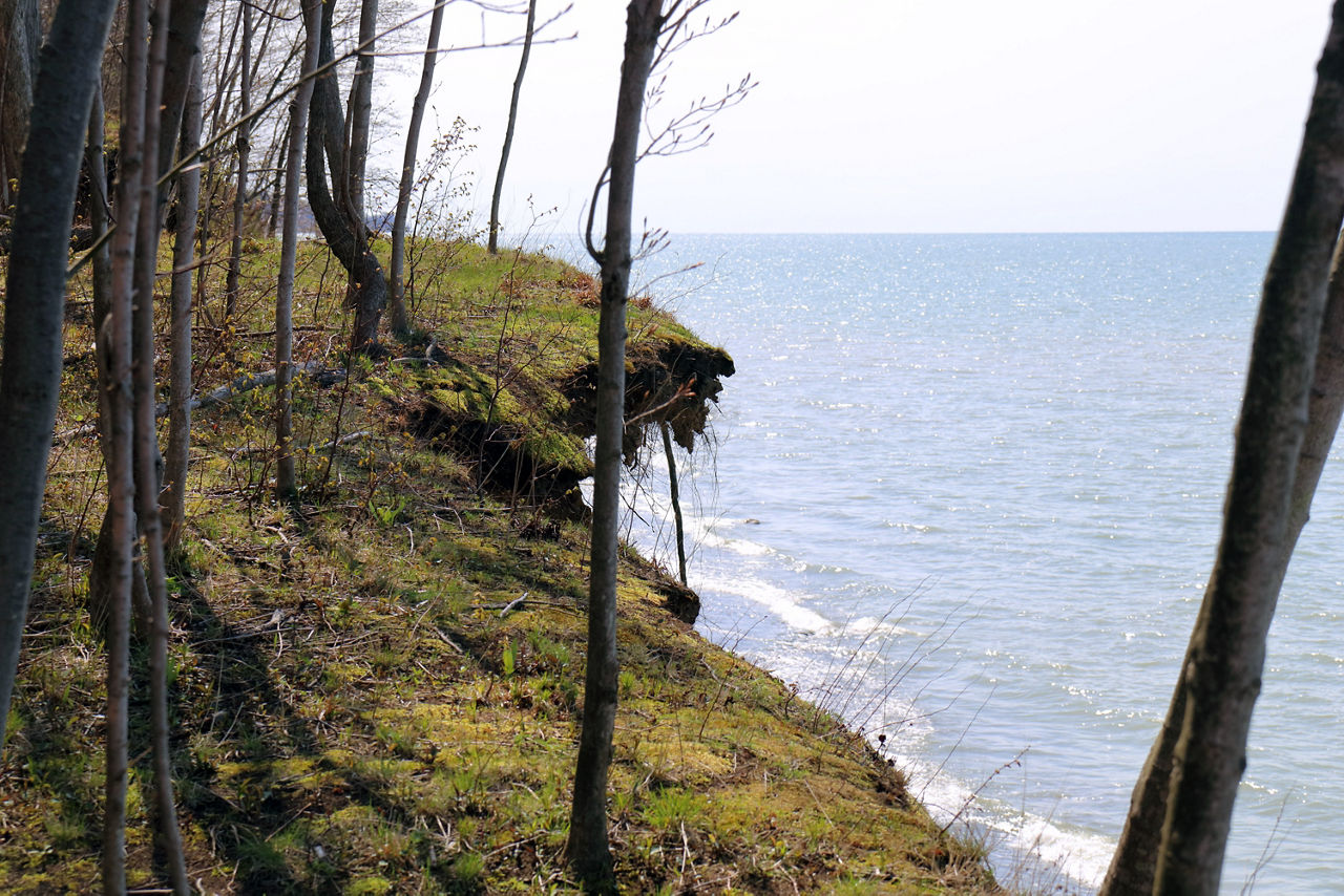 A forested cliff overhanging Lake Erie