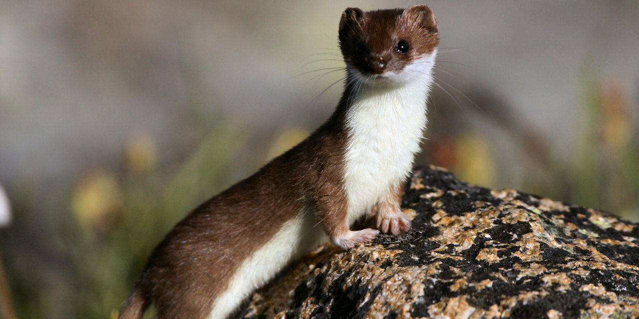 ermine