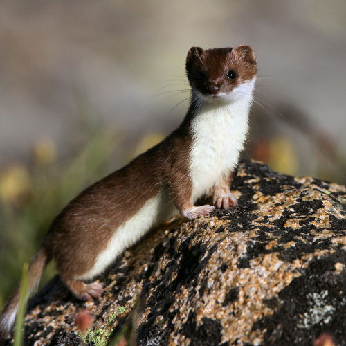 ermine on rock