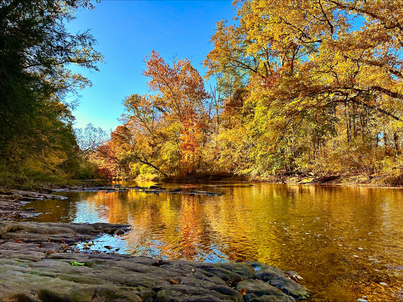 A creek reflects the golden colors of the autumn forest surrounding it