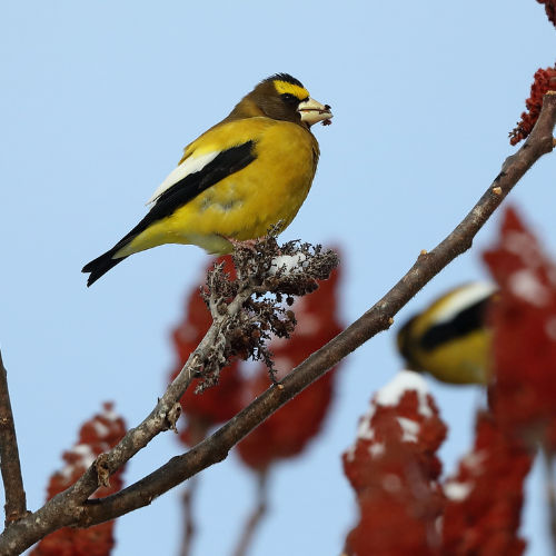 evening grosbeak