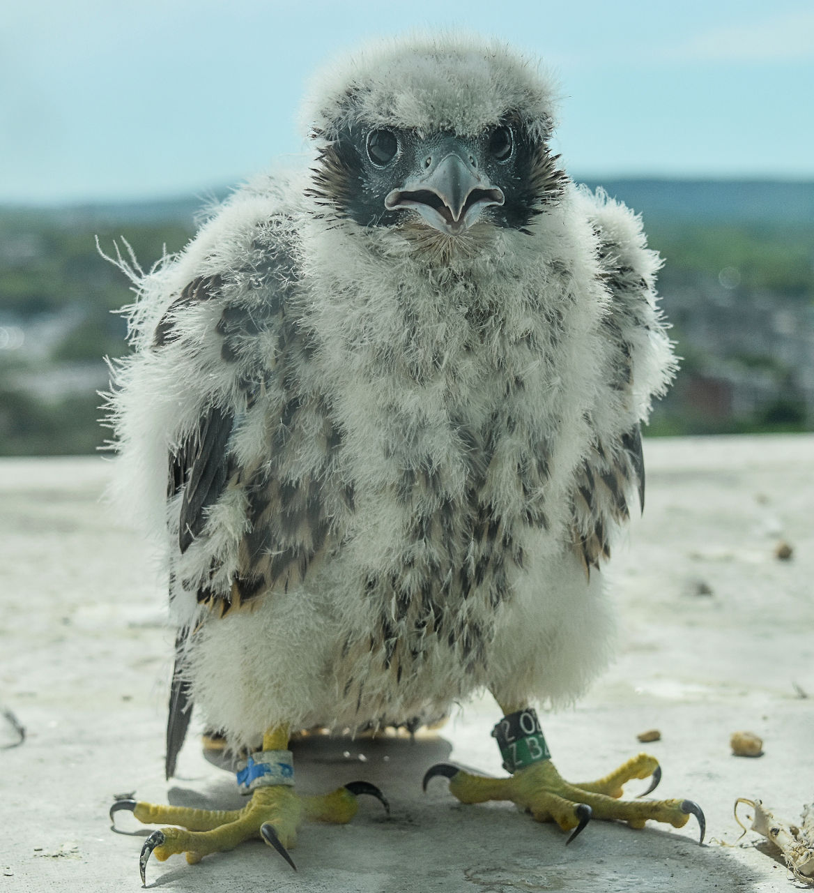 Falcon
