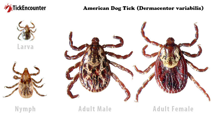 American Dog tick