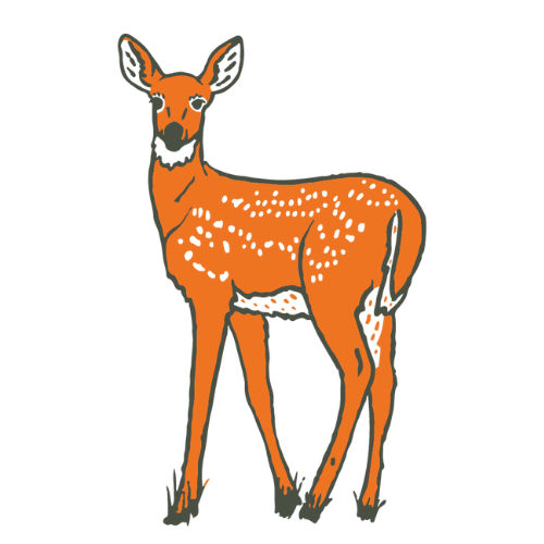 fawn illustration 