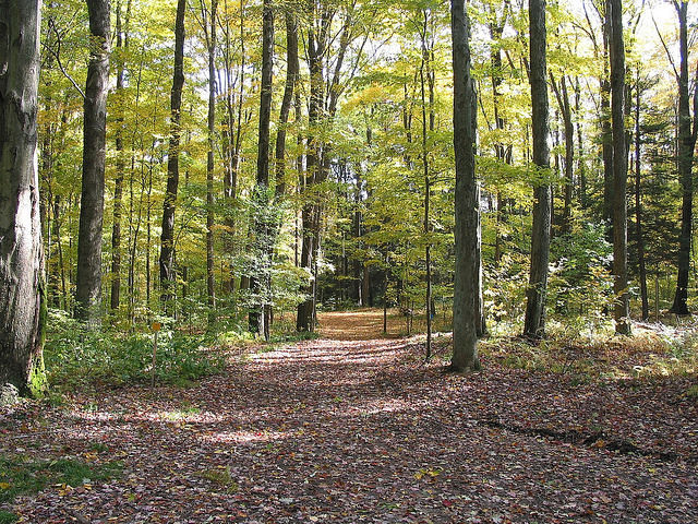 Trail through the forest at Cornplanter State Forest