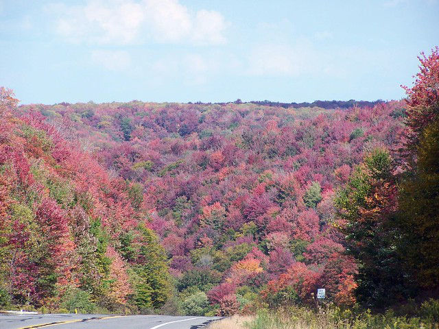 Fall vista in Susquehannock State Forest