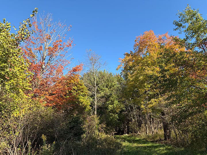 A sunlit woodland scene with a mix of trees displaying early autumn colors, including shades of green, yellow, and orange. Some trees have already begun shedding leaves, while others remain full. The sky above is clear and bright blue. Dense shrubs and undergrowth frame a narrow grassy path that leads into a shaded forest area.