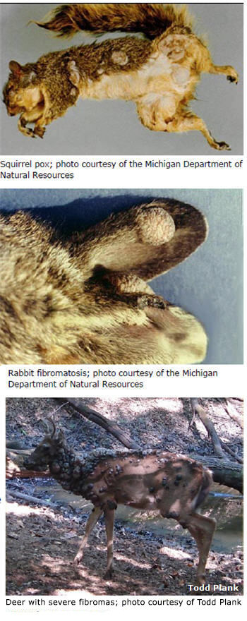 Three examples of wildlife with fibromas