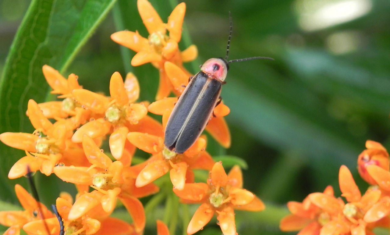 Photograph of a firefly sitting on an orange flower