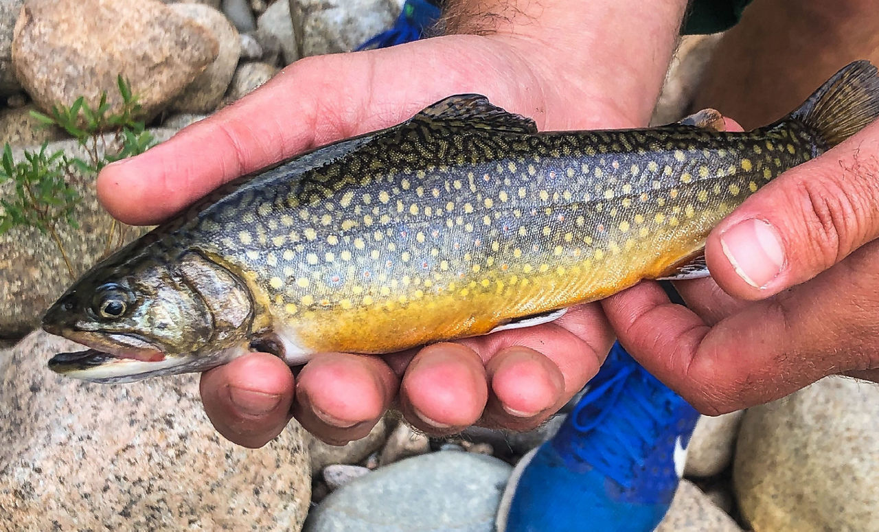 Photograph of a fish being held