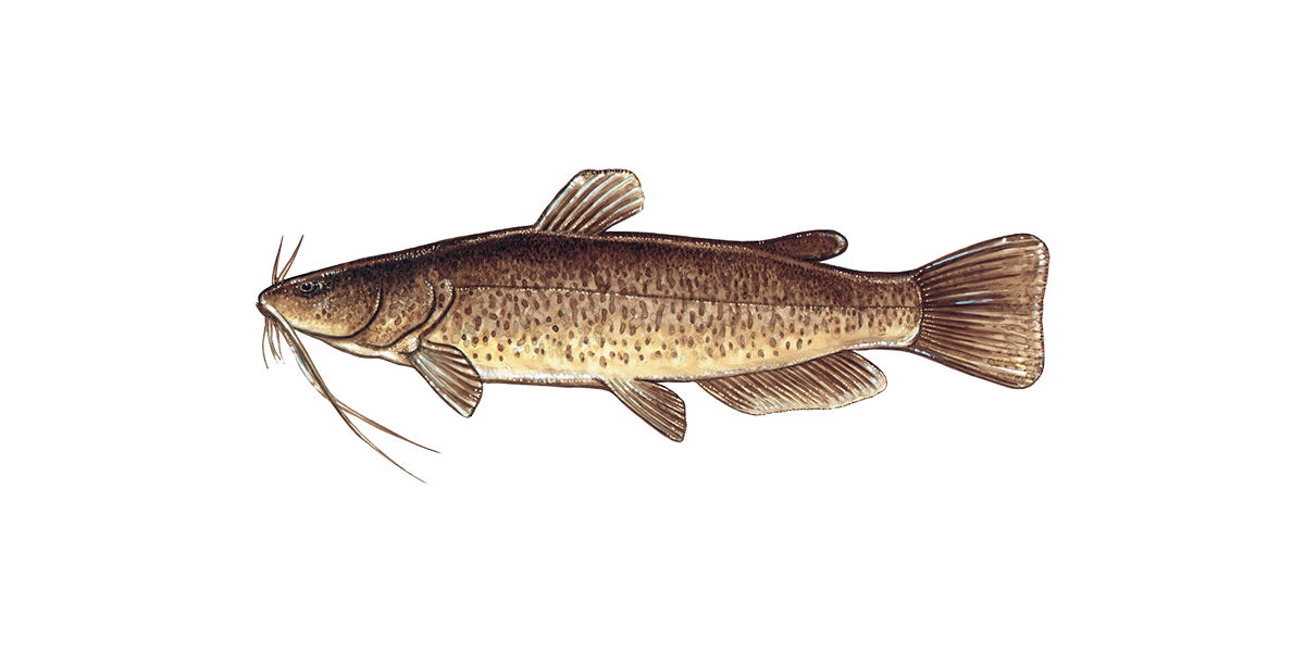 Illustration of a Flathead Catfish