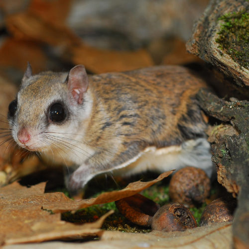 flying squirrel