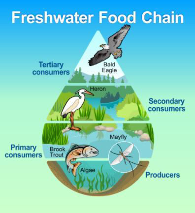 Freshwater Food Chain