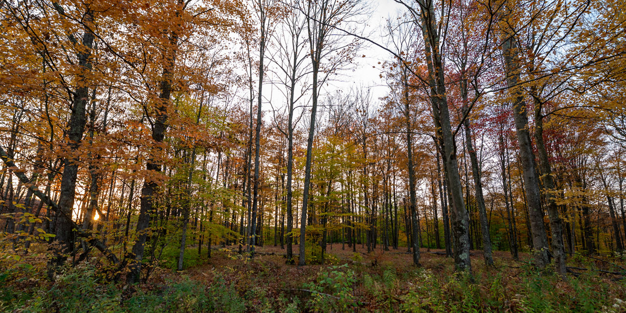 forest with trees