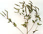 Ragweed Form