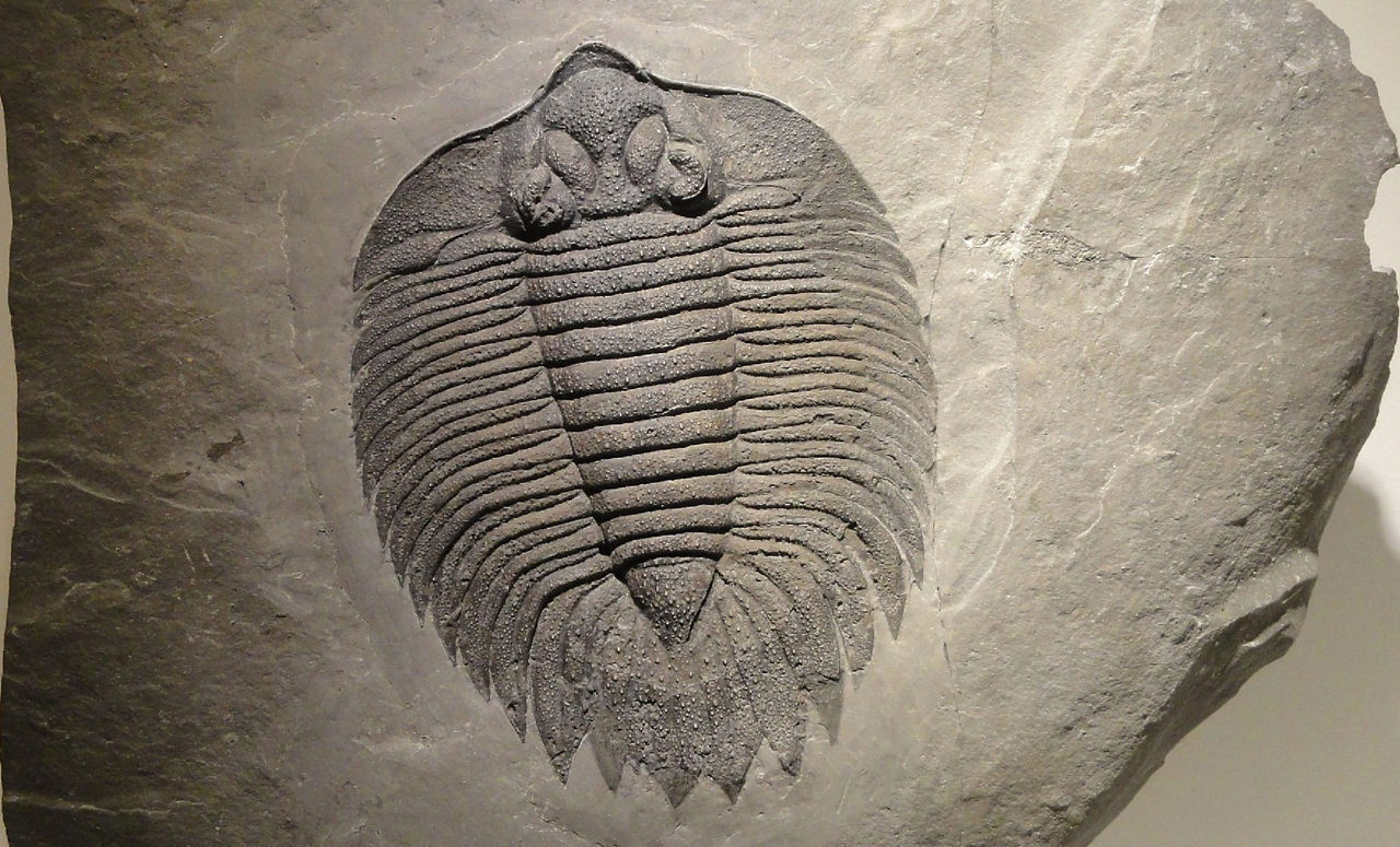 photograph of a fossil