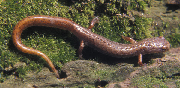 Close up of a Four-Toed Salamander that's reddish-brown in color. There are only four toes on each hind foot.