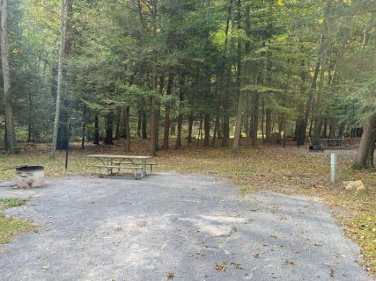 A gravel, accessible path meanders through a tranquil forest with bare trees and fallen leaves. A picnic table, designed for easy access, is visible in the background, inviting visitors to enjoy a meal in nature. 