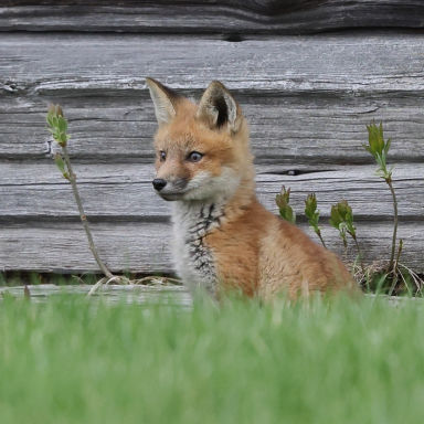 small fox sitting in grass