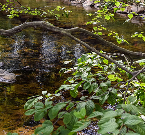 A Creek in Franklin County