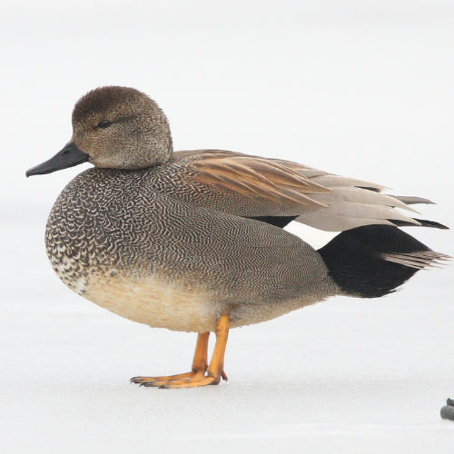 gadwall