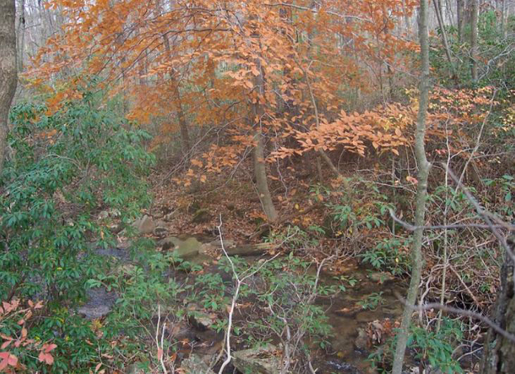 Gallitzin State Forest scene