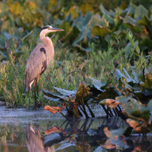 Great Blue Heron