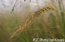 giant foxtail