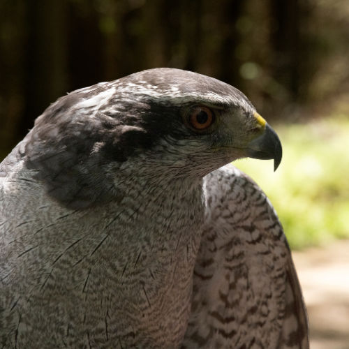 Northern Harrier