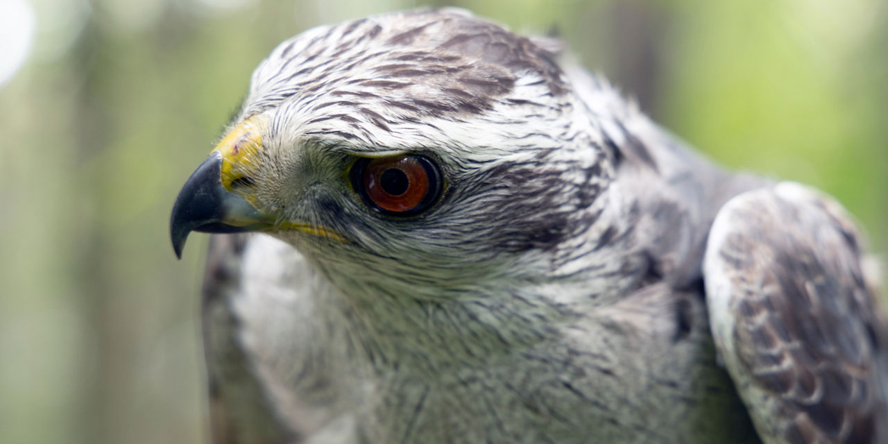 Goshawk