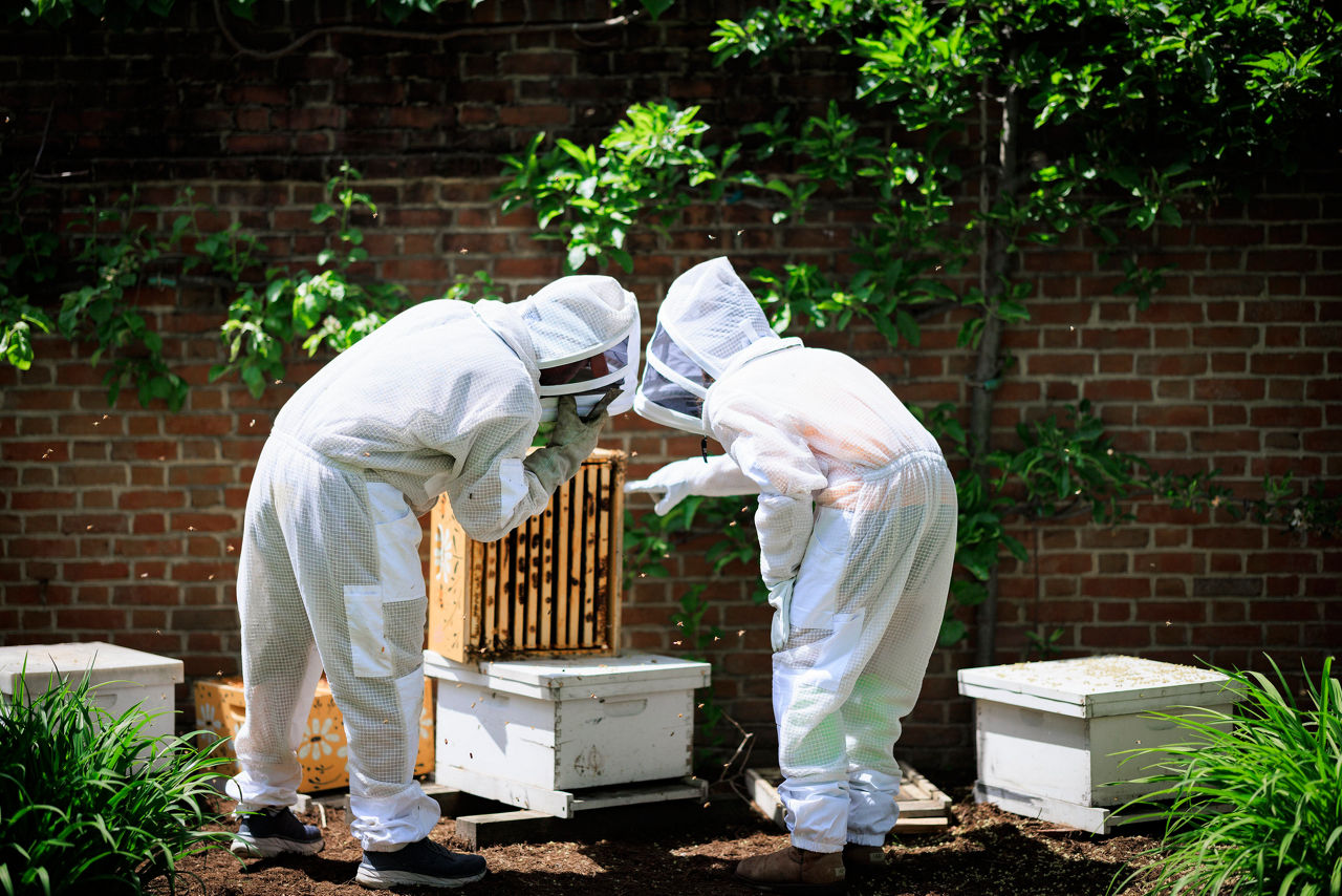 Beekeepers Inspecting Hive in Garden Setting